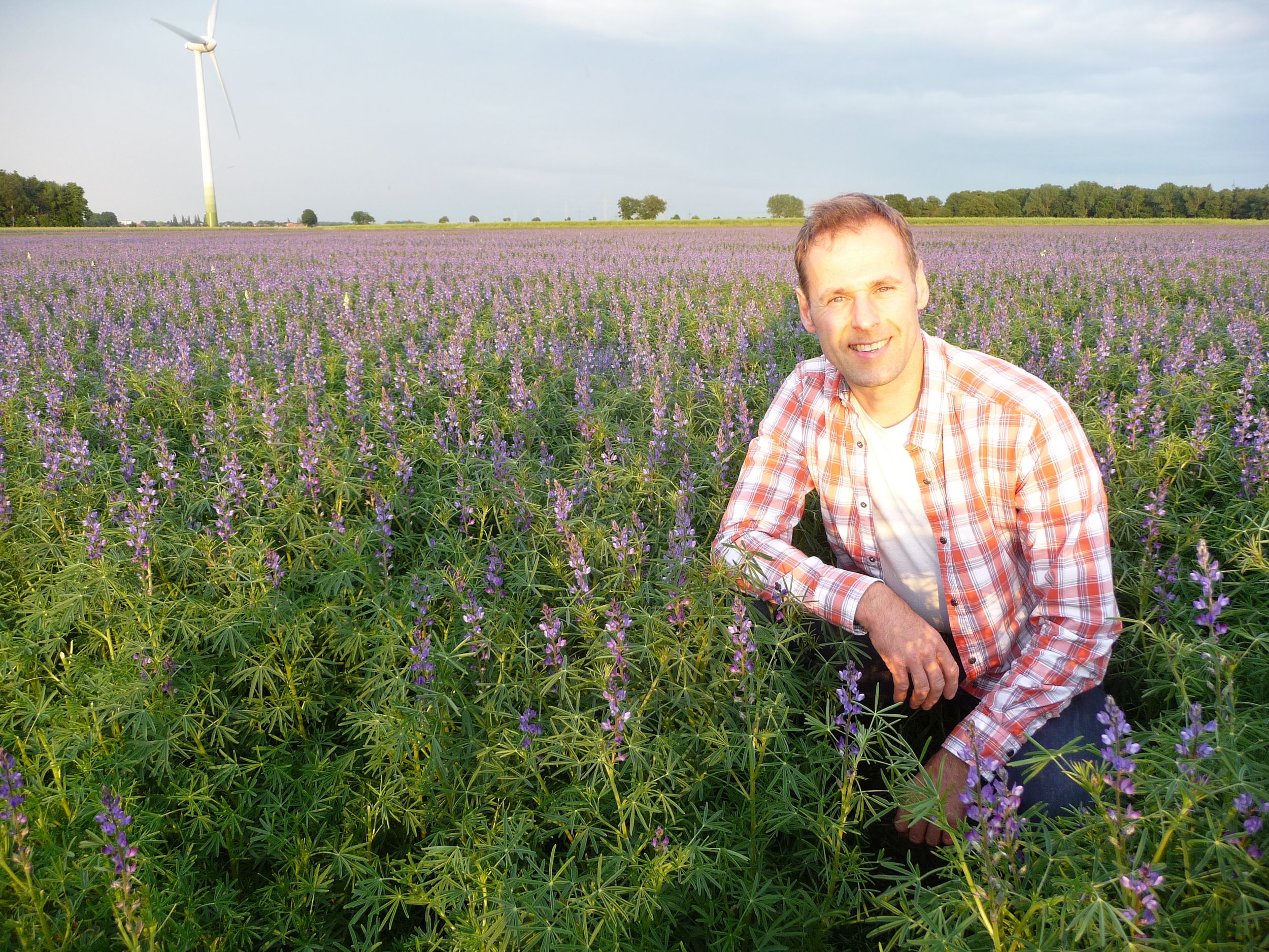 Süßlupinenfeld mit Herrn Katenhusen